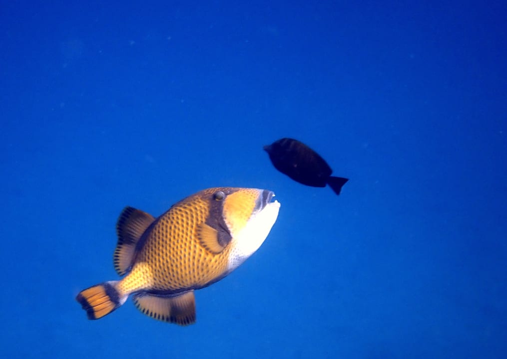 Sport & Freizeit Utopia Beach Club