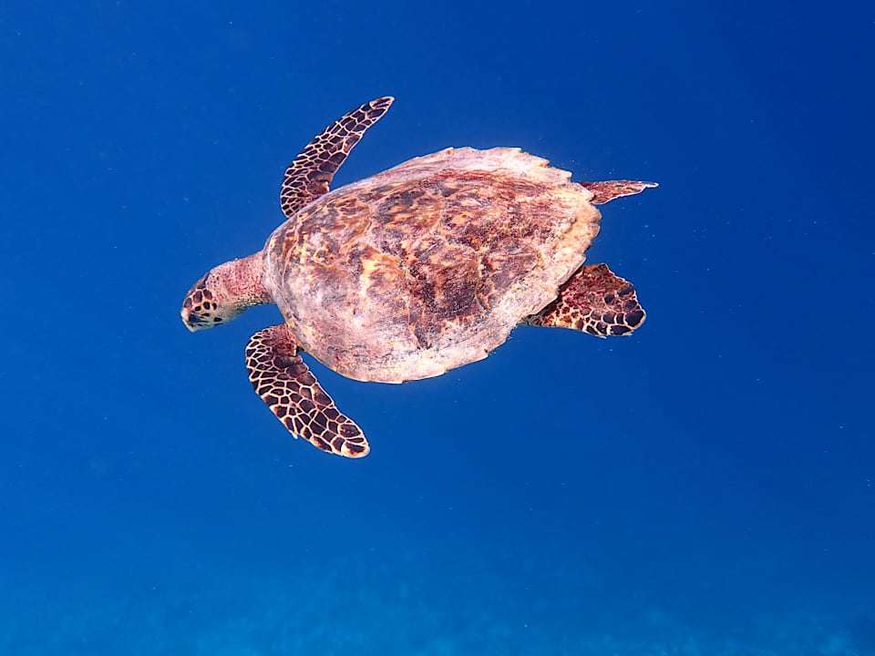 Sonstiges Ellaidhoo Maldives by Cinnamon