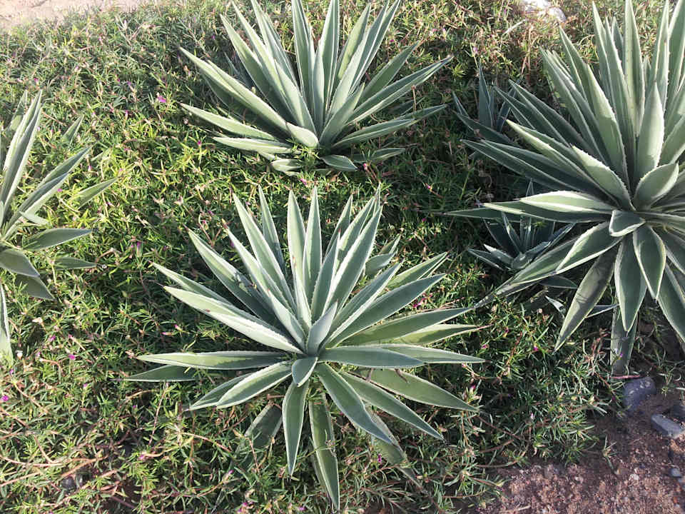 Kaktusy Three Corners Sea Beach Resort