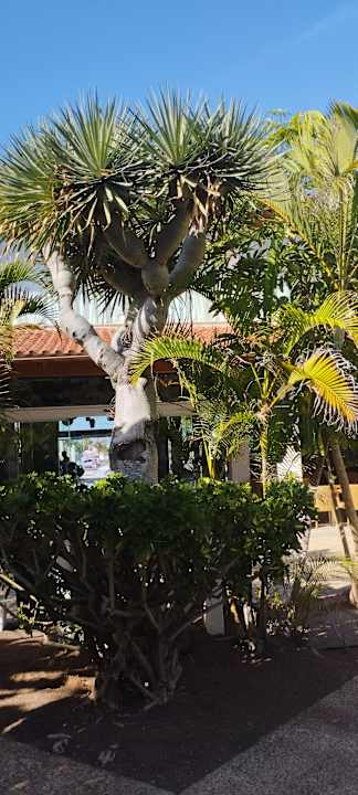 Gartenanlage Alua Suites Fuerteventura