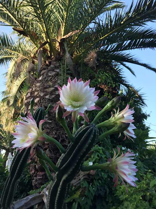 Gartenanlage Hotel Marina Club