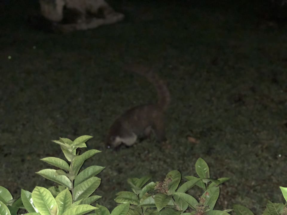 Sonstiges Iberostar Selection Paraiso Maya Suites