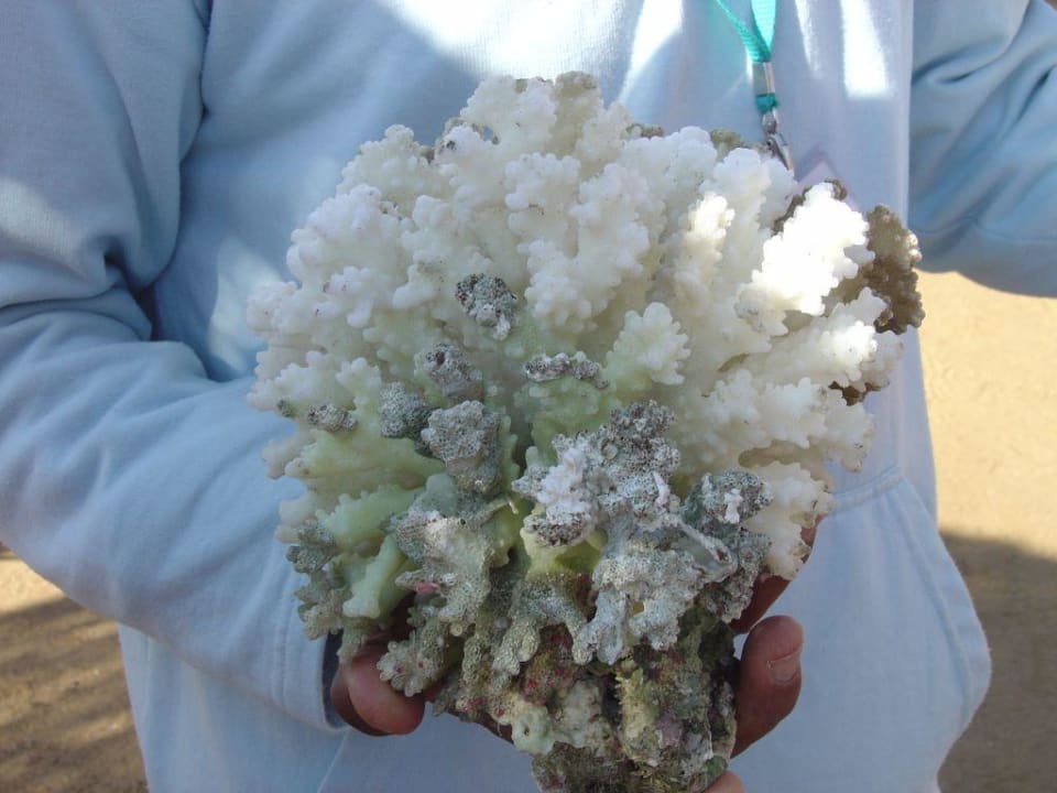 Koralle aus dem Meer Ali Baba Palace Resort