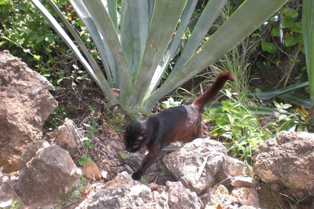 Der Hauskater Moritz Baobab Beach Resort & Spa