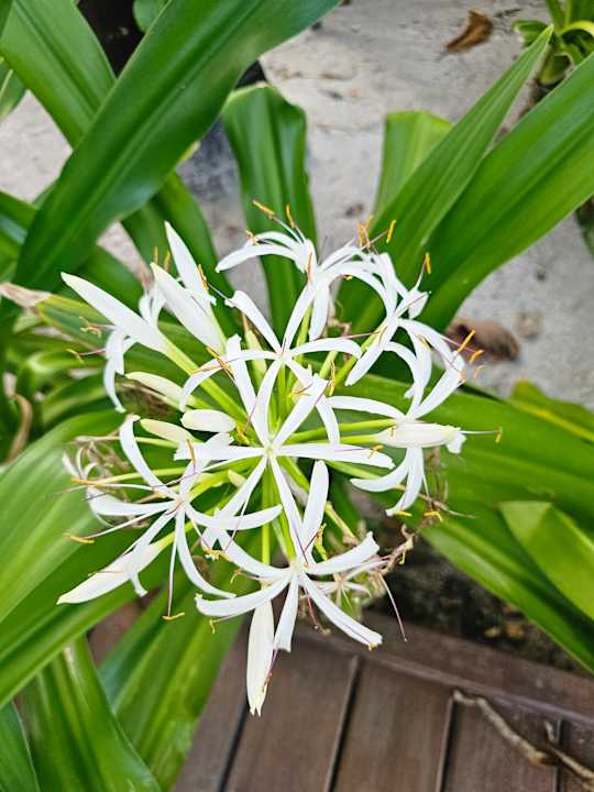 Gartenanlage Adaaran Select Meedhupparu Island Resort - Premium All Inclusive