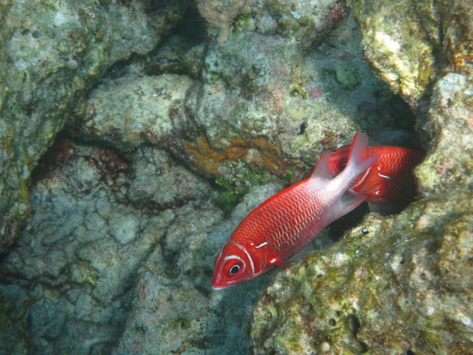 Unterwasserwelt am Hausriff NH Collection Maldives Reethi Resort