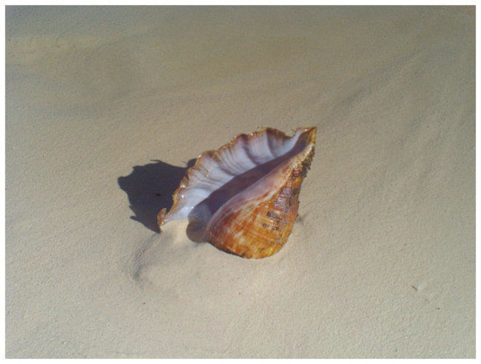 Hotel Shams Safaga Shams Safaga Resort