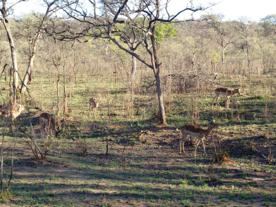 Gartenanlage Nkambeni Tented Lodge