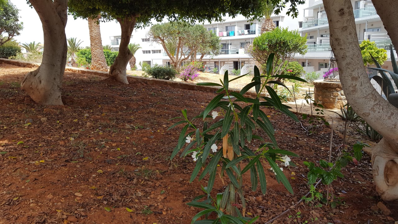 Gartenanlage Lyttos Beach Hotel