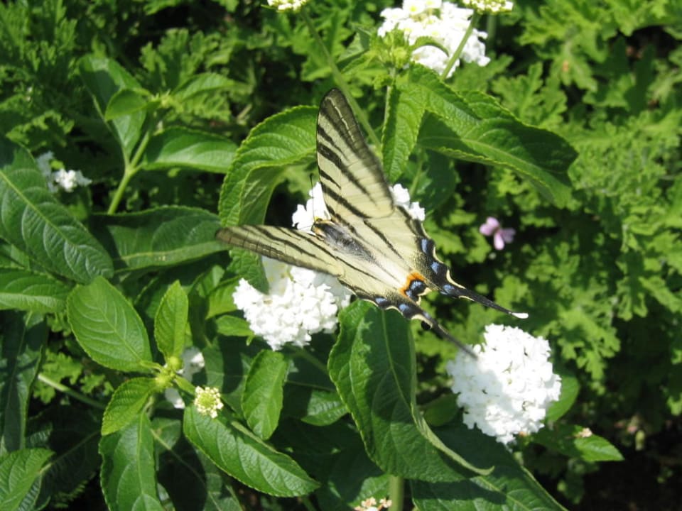 Ettliche Schmetterlinge Seaside A Lifestyle Resort
