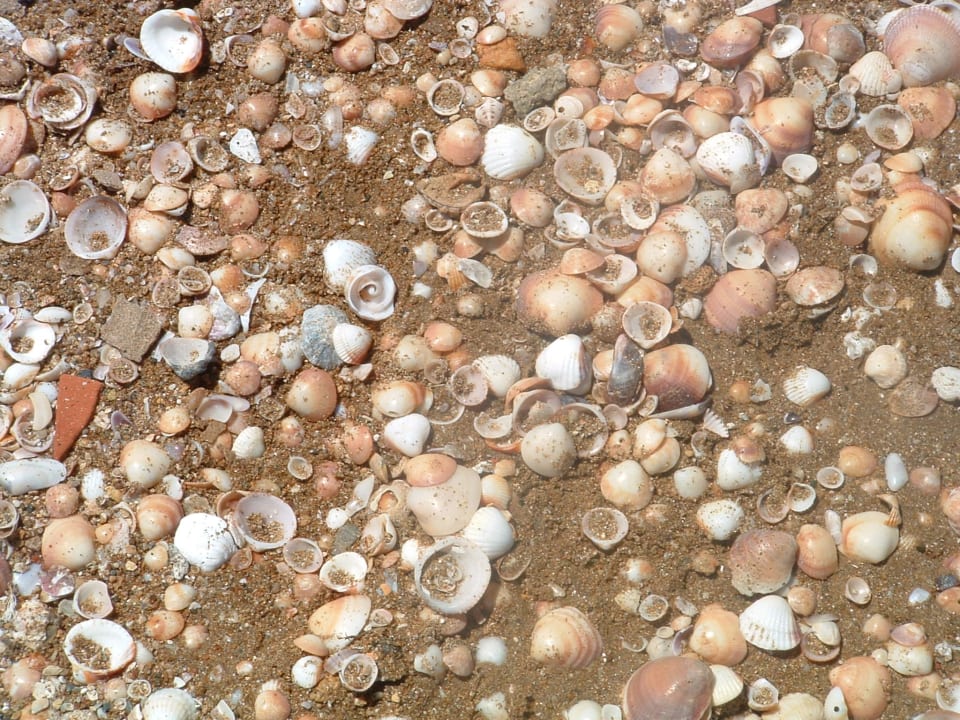 Noch mehr Muscheln Hotel Victory Resort