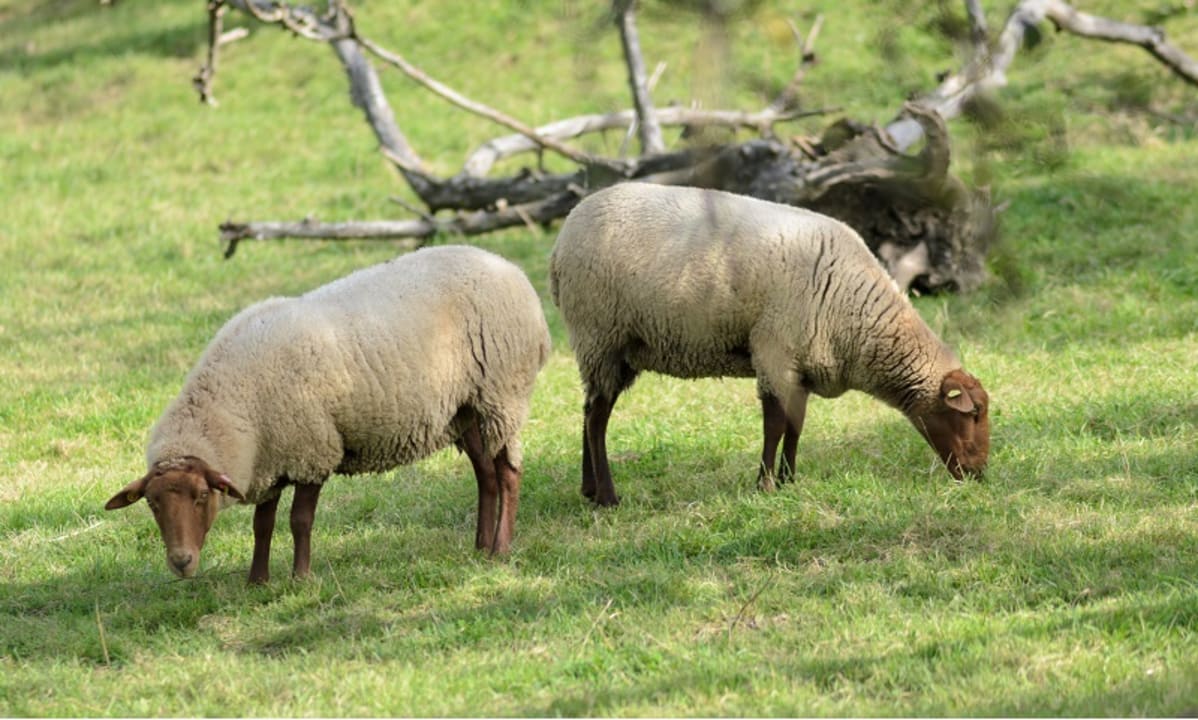 Sonstiges Hofgut Ratzenberg
