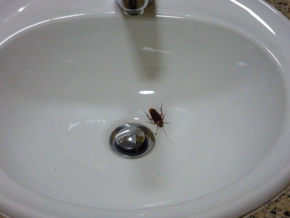 Kein Wasser, aber Kakerlaken Utopia Beach Club