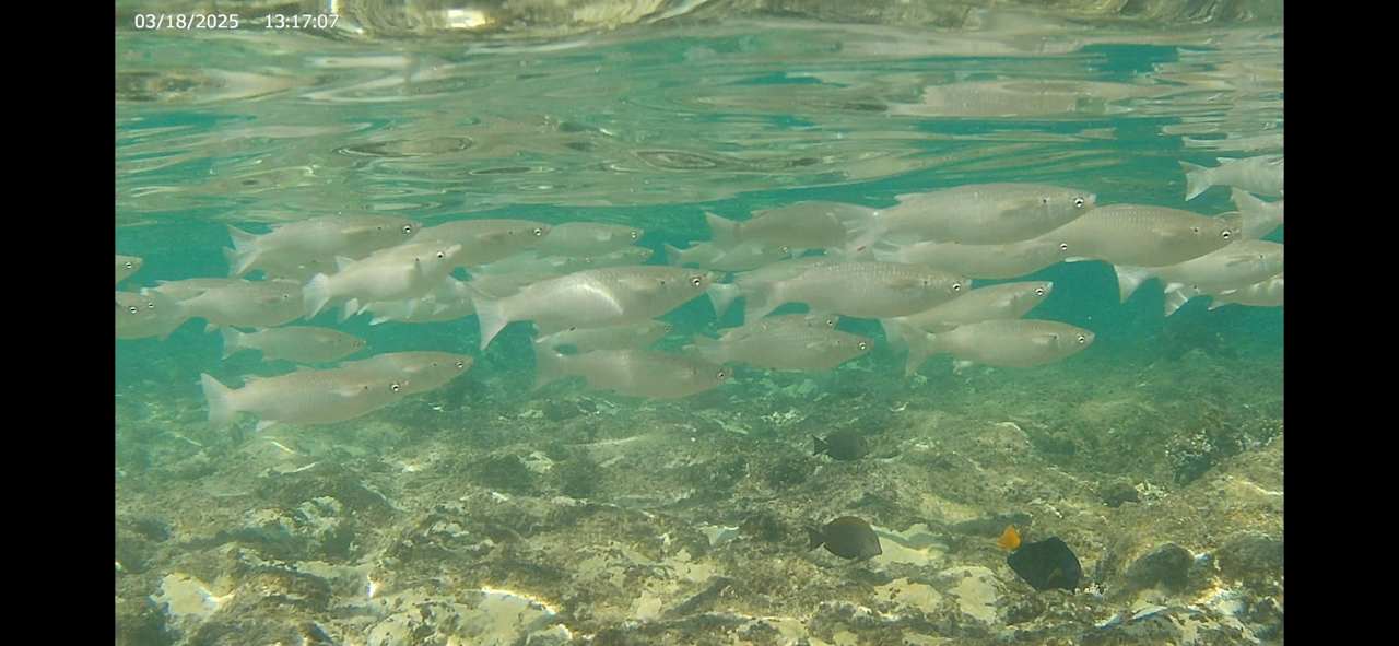 Strand Pickalbatros Citadel Resort