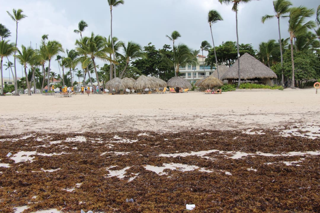 Und täglich grüßt das Seegras Strand 08.2014 JOIA Bávaro by Iberostar