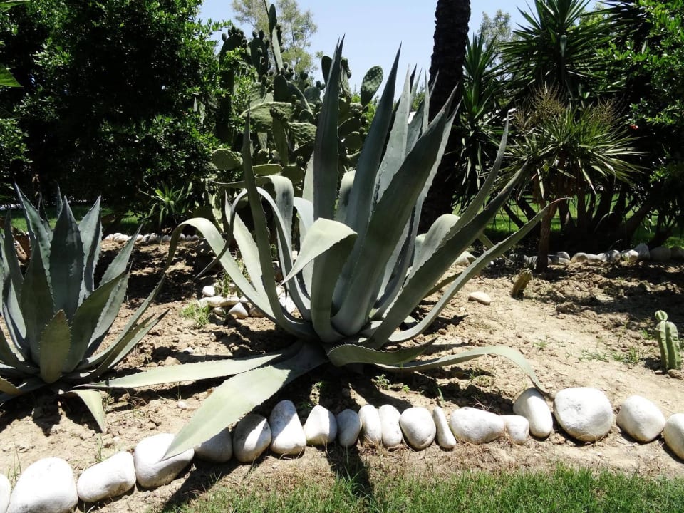 Kakteen Trendy Aspendos Beach Hotel