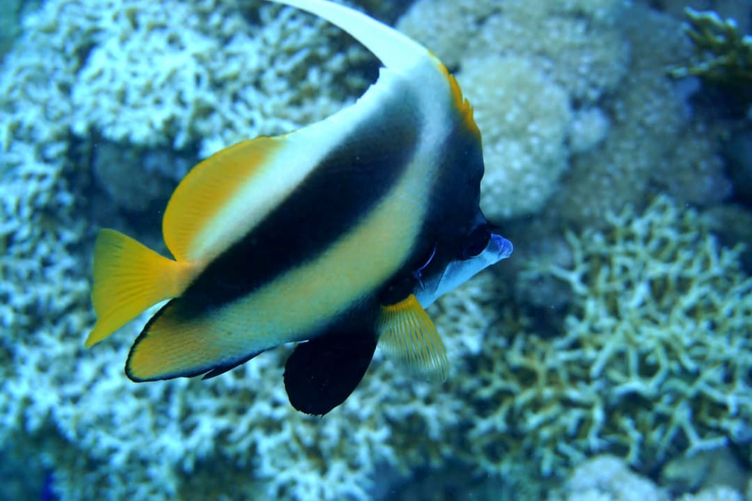 Sonstiges Brayka Bay Resort