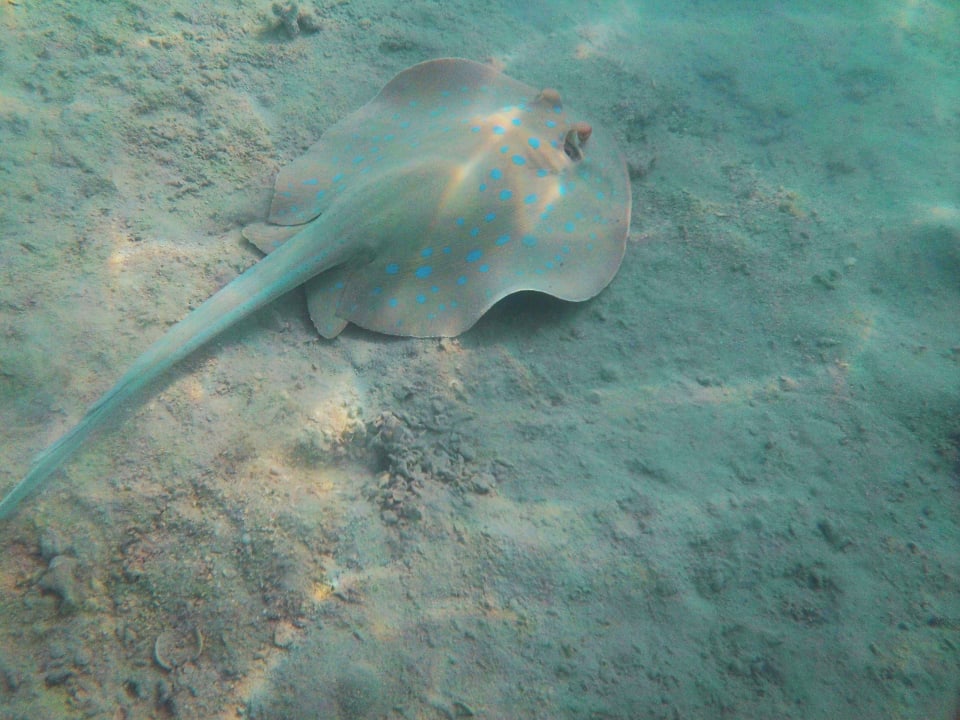 Strand Stella Beach Resort & Spa Makadi Bay