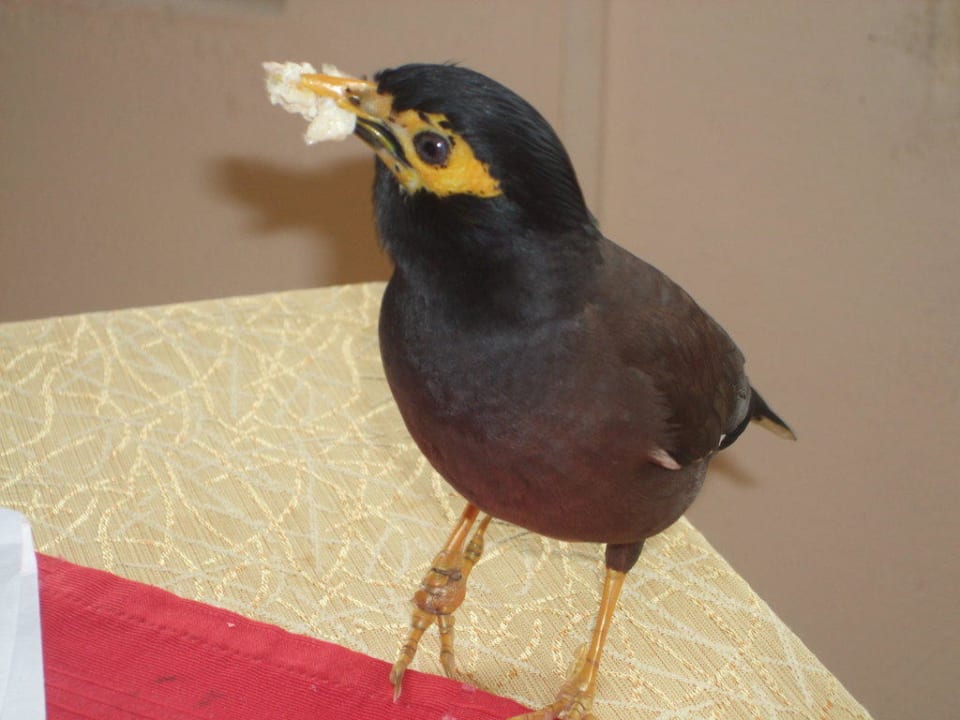 Mitesser Le Peninsula Bay Beach Resort & Spa