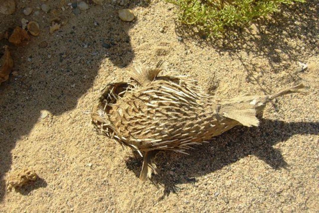 Versteinerter Stachelfisch Three Corners Happy Life Beach Resort