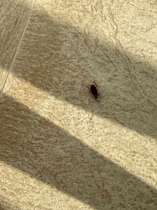 Sonstiges Barceló Concorde Green Park Palace