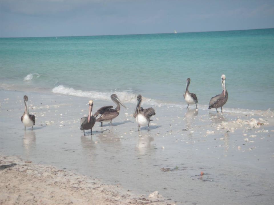 Pelikane on tour Paradisus Varadero Resort & Spa