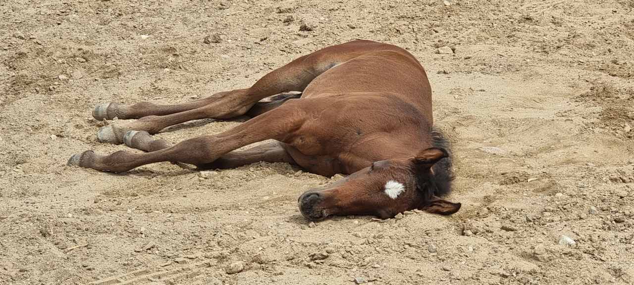Strand Pałac i Folwark Galiny