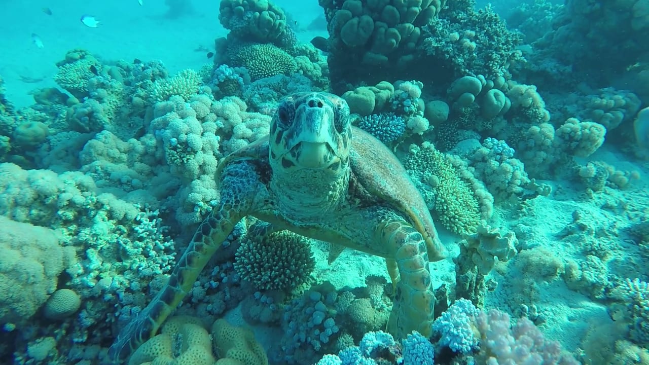 Sport & Freizeit Cleopatra Luxury Resort Makadi Bay