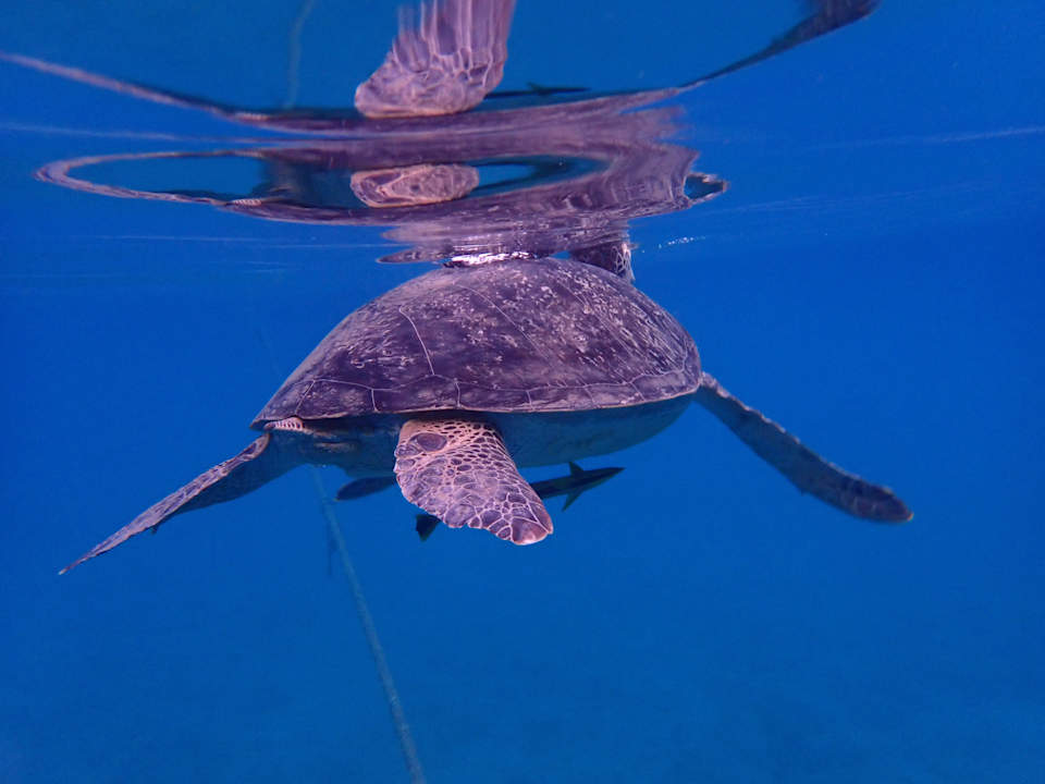 Strand Three Corners Equinox Beach Resort