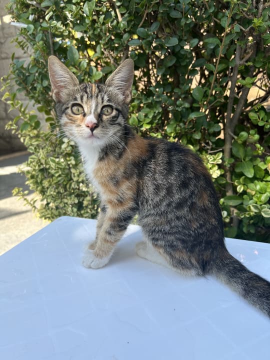 Sonstiges Belek Beach Resort Hotel