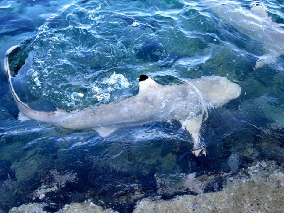 Schwarzspitzenhai Summer Island Maldives