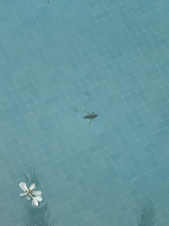 Pool Prinsotel La Dorada