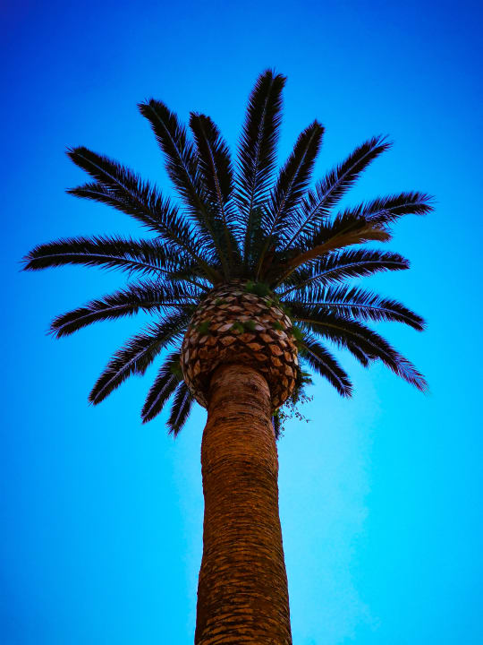 Gartenanlage Aldiana Club Rocca Nettuno Calabria