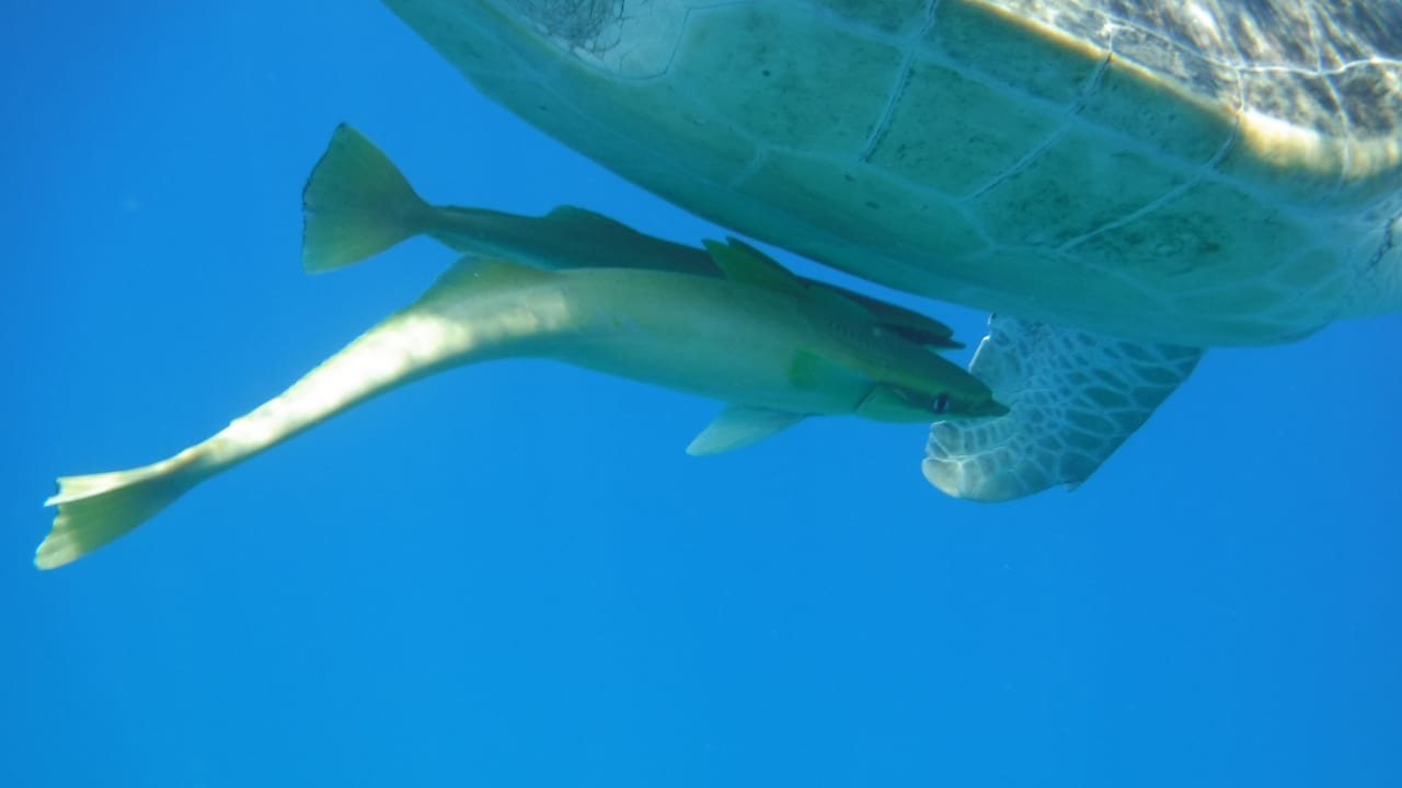 Sport & Freizeit Malikia Resort Abu Dabbab