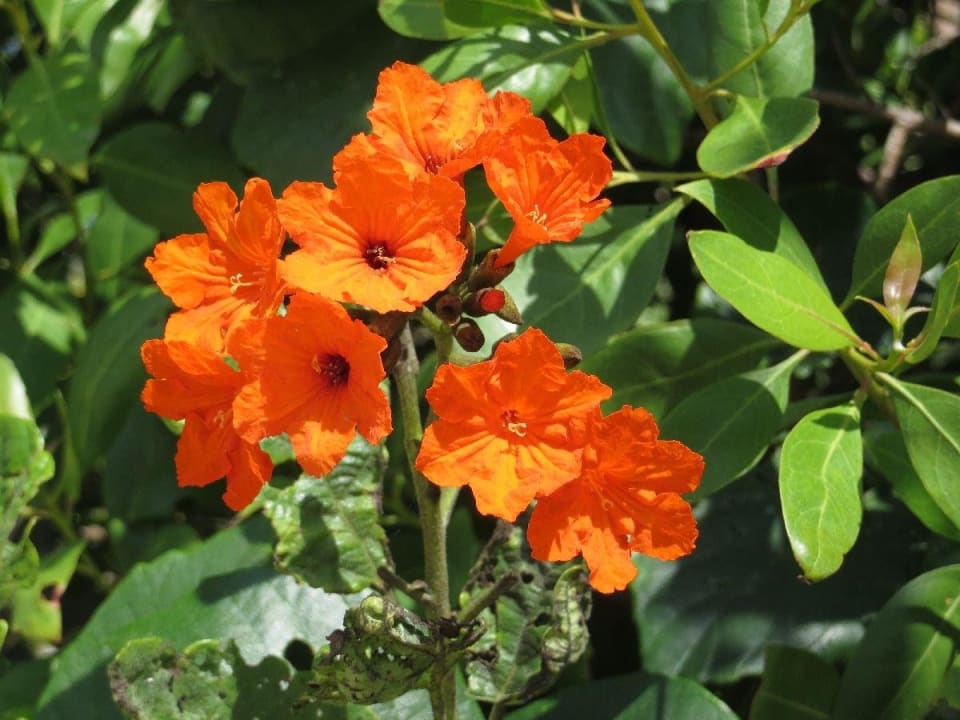 Selbsterklärend Hotel Villas Flamingos