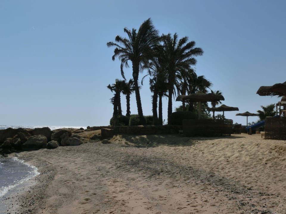 Palmen wunderschön... Pickalbatros Citadel Resort