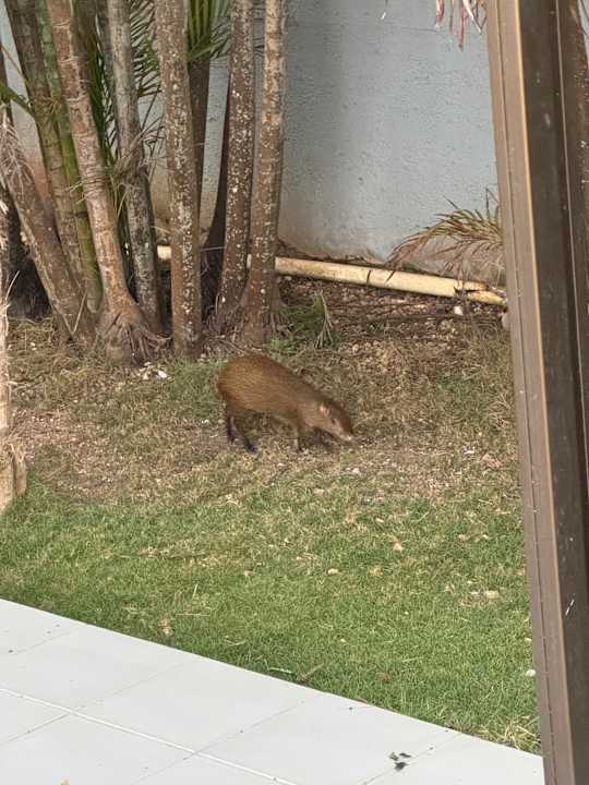 Außenansicht Hotel Riu Playacar