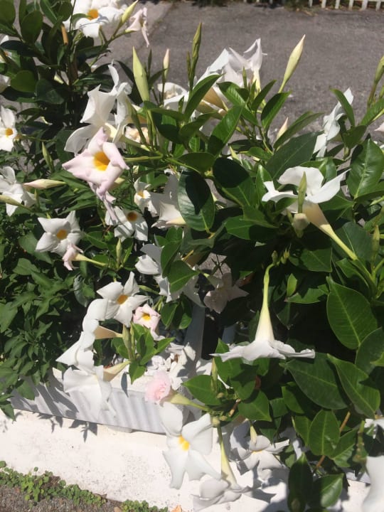 Gepflegte wunderschöne Blumen Park Hotel Brasilia