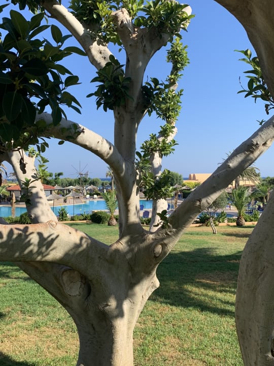 Pool Anissa Beach & Village