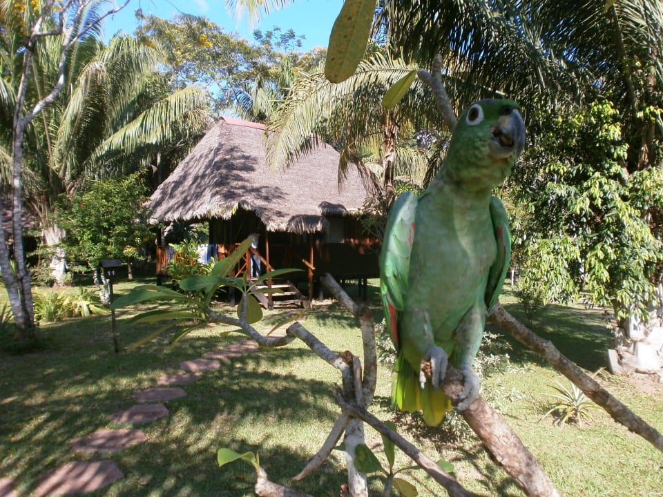 Der Papagei mit der Lodge Corto Maltes Amazonia Lodge