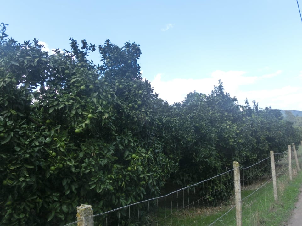 Orangenplantagen in Muravera  4 Mori Family Village