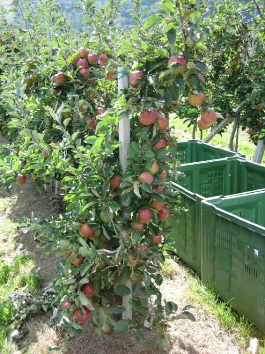 reife Äpfel Hotel Belvedere