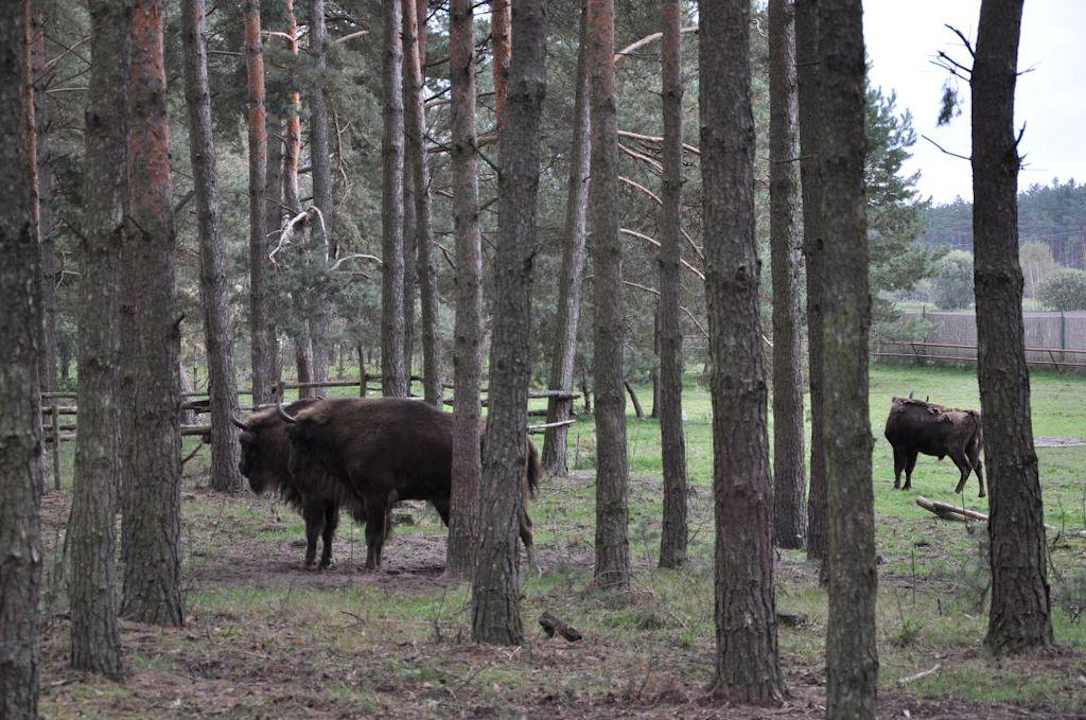 Ostoja żubrów Dworek nad Łąkami Kiermusy