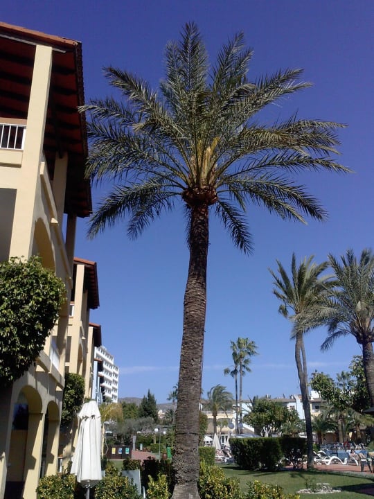 Ausblick Premium-Appartement Alcudia Garden Aparthotel