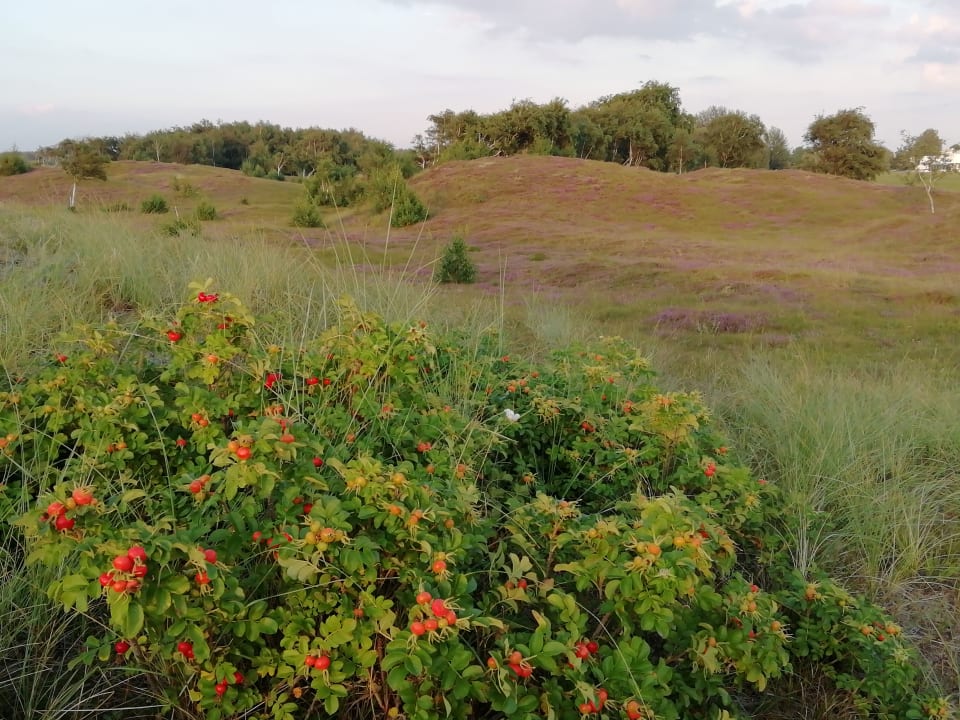 Strand Ferienwohnungen Ferienpark Weissenhäuser Strand