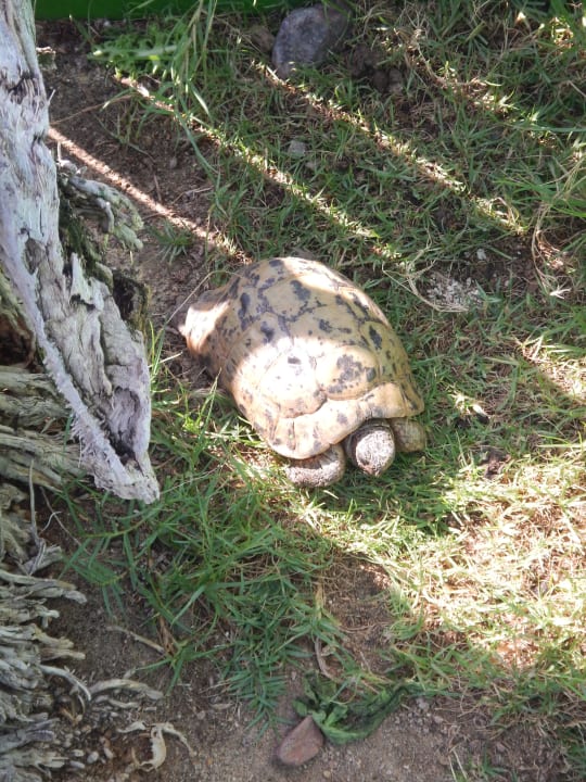 Schildkröten im Hotel Steigenberger Coraya Beach - Adults only