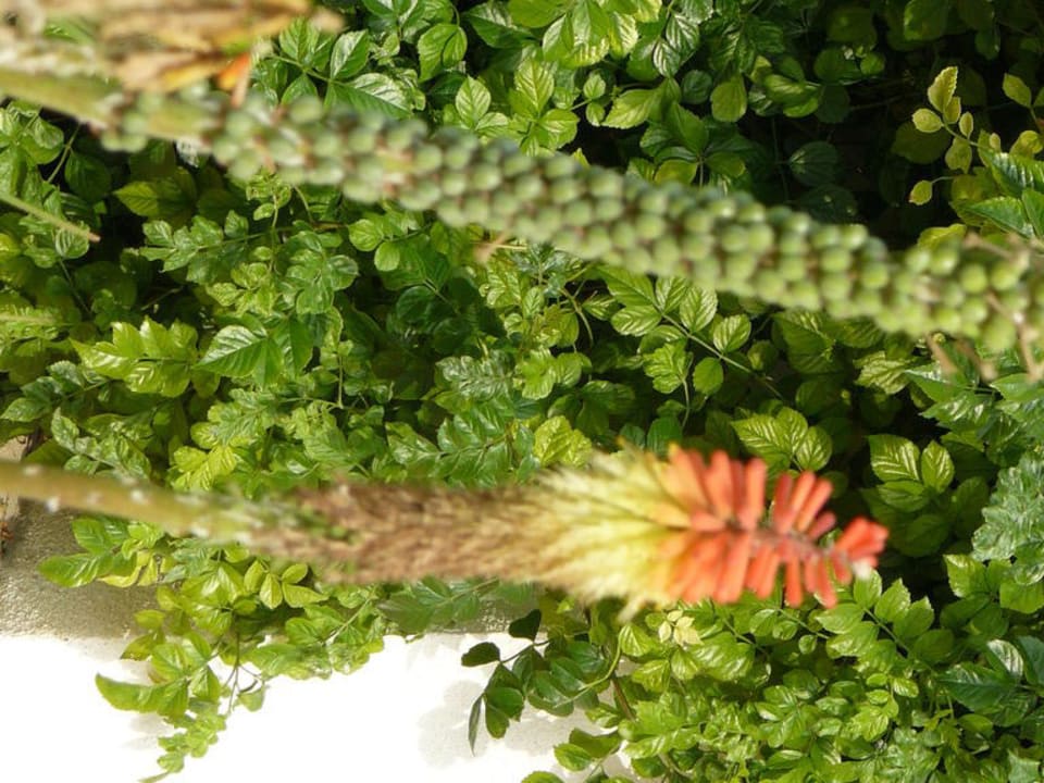 Blumen ROBINSON QUINTA DA RIA