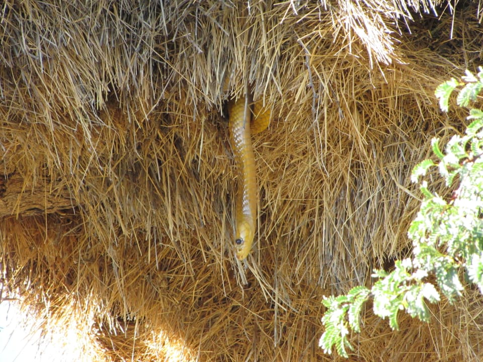 Kapkobra hängt aus einem Siedelwebernest bei ... Kalahari Anib Lodge