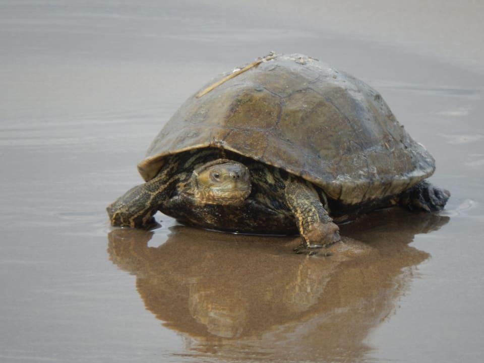 Ein Besucher am Strand Aydinbey Kings Palace & Spa