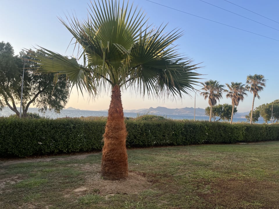 Gartenanlage Diamond Deluxe Hotel & SPA